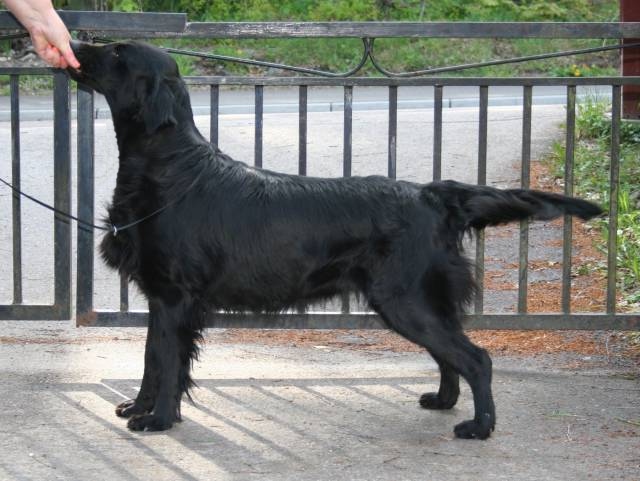 FI V-10 SE U(U)CH Wildzeal Rosa Multiflora